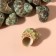 Natural decorative shells "Green shell" set 100 grams