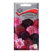 Semen of scabiose flowers dark-purple broken heart, 10pcs