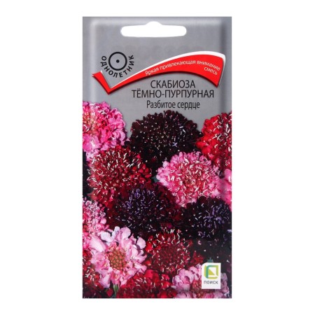 Semen of scabiose flowers dark-purple broken heart, 10pcs