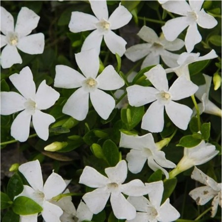 Barvinok Small Alba, C1.5 pot, 1 pc, summer 2024