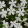 Barvinok Small Alba, C1.5 pot, 1 pc, summer 2024