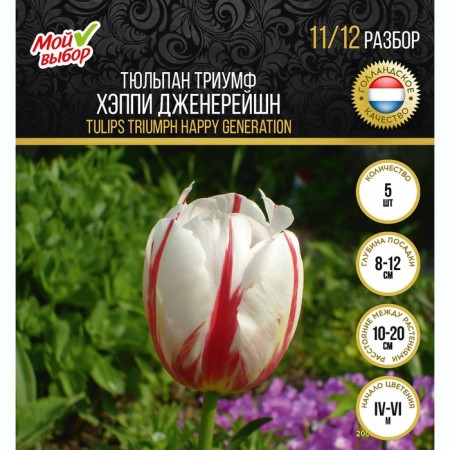 Tulip Triumph Happy Genereyishn, rr 11/12, 5 pcs, autumn 2024-2