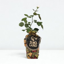 Seedling rose nostalzhi, tea-hybrid tea, pot 2 l., Summer 2024