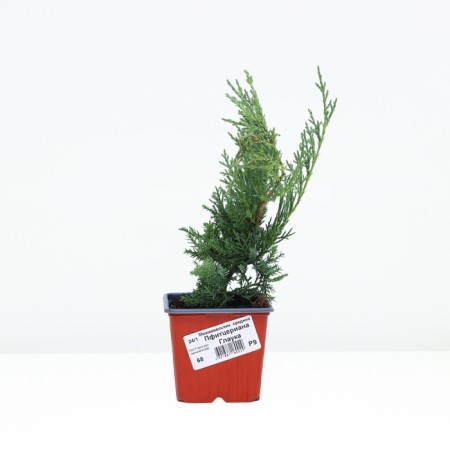 Middle Juniper "Pfitzerana Glauka", P9, Spring 2024-1