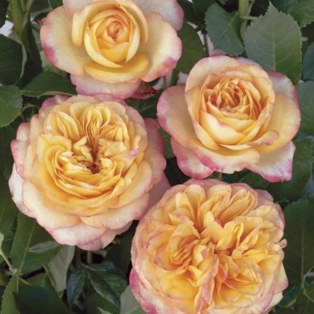 Seedling rose Brocko, Hybrid tea, pot 2 l., Summer 2024