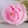 Artificial flowers "silk rose" d-10 cm 45 cm, pink