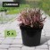 Pot for seedlings, 5 l, d = 22 cm, h = 18 cm, black, greengo