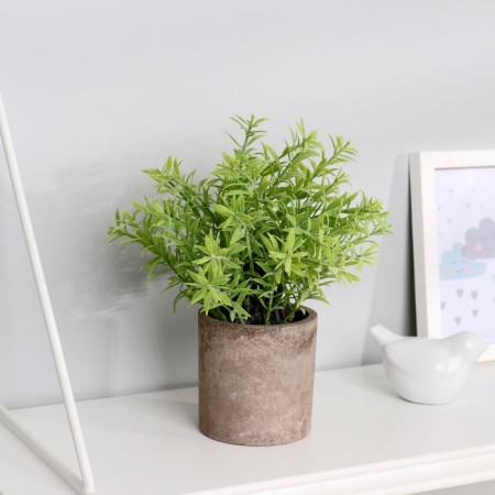 Bonsai in the Potion "Rosemary" 7.5x21 cm