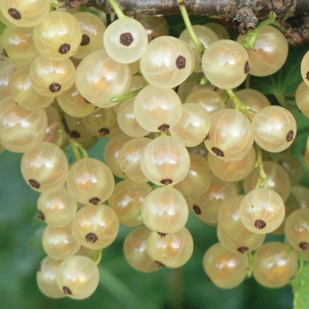 Currants Belaya Smolyaninovskaya, C5 pot, 1 pc, summer 2024