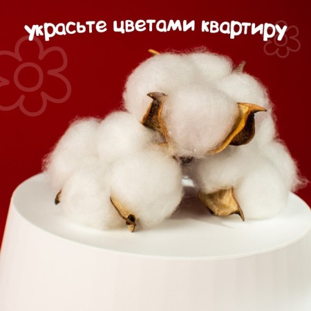 Dry flowers of cotton, set 3 pcs., Size 1 pc. 6 × 6 cm, white color-2