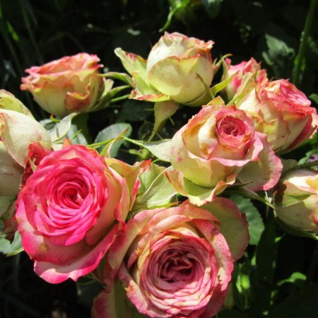 Sahenian Rosa "Safina", tube, spring 2025