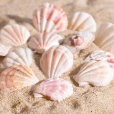 Set of shells, 4 - 5 cm, 100 g