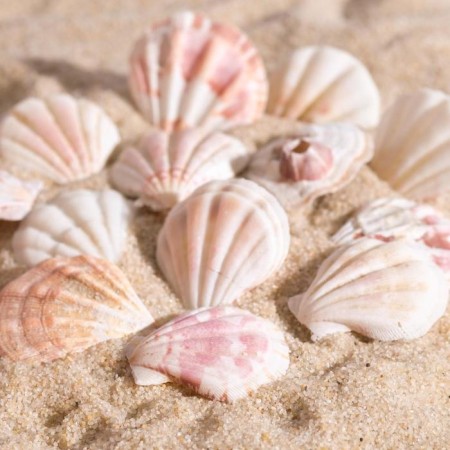 Set of shells, 4 - 5 cm, 100 g