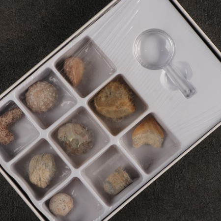 Ammonite set-3