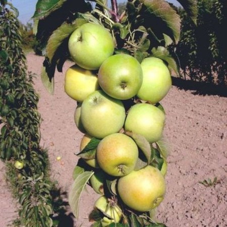 Seedling apple tree colony malyukha, pot 2l., Summer 2024