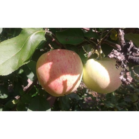 Seedling apple tree colony green noise, pot 2l., Summer 2024