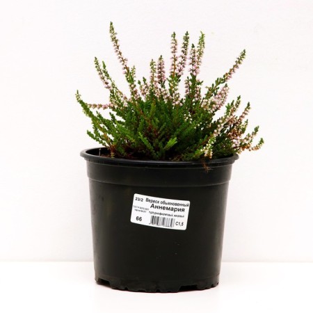 Heather ordinary annemaria, C1.5 pot, H10-50 height, 1 pc, summer 2024