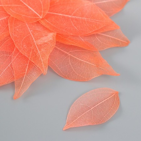 Leaves skeletered for creativity "coral" set 20 pcs h = 6-6.5 cm