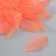 Leaves skeletered for creativity "coral" set 20 pcs h = 6-6.5 cm