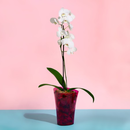 Pot for orchids, 1.3 l, 13.6 × 14.1 × 20 cm, plastic, transparent raspberry-2