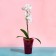 Pot for orchids, 1.3 l, 13.6 × 14.1 × 20 cm, plastic, transparent raspberry