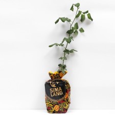 Seedling rose naham, climbing, pot 2 l., Summer 2024