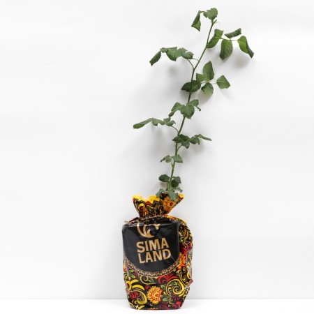 Seedling rose naham, climbing, pot 2 l., Summer 2024