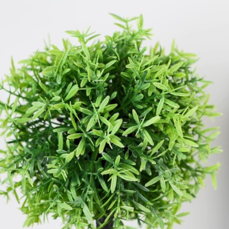 Bonsai in the pot "Olive European" 8.5x23 cm-1