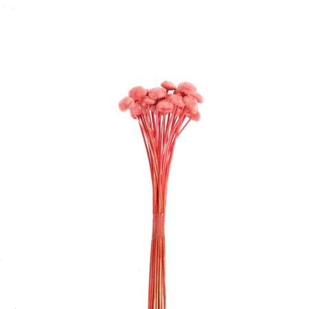 Sukhotzet "Batao" set 20 pcs., Red color-2