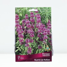 Hybrid Monard Beauty Ov Kobem, Rr. I, 1 pc, Spring 2025