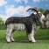 Garden figure "Horned goat" 40x18x33.5cm