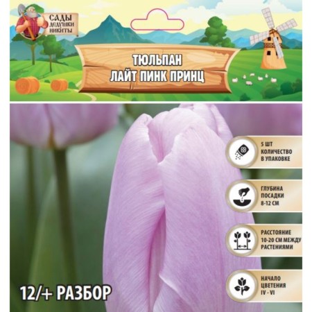 Tulip Light Pink Prince, river 12/+, 5pcs, autumn 2024