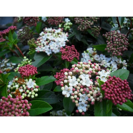 Lavrolite tanger "Eve Price", P9 pot, summer 2024