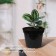 Pot for seedlings, 5 l, d = 22 cm, h = 18 cm, black, greengo