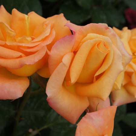 Seedling rose "Gold Rush", tube, spring 2025