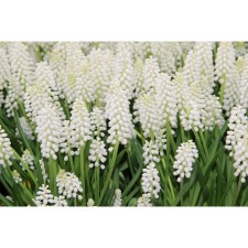 Muscari Grozdevidia Album, 5/6 rr, 10 pcs, 15-20 h (cm), autumn 2024