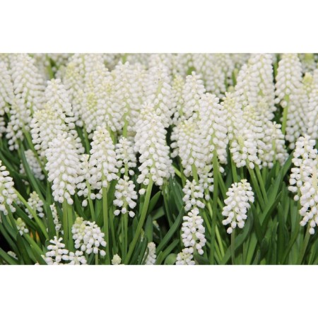 Muscari Grozdevidia Album, 5/6 rr, 10 pcs, 15-20 h (cm), autumn 2024