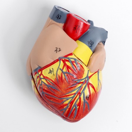 Match "Human breasts" collapsible 27*20*11cm-7