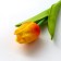 Handle joke Ball blue paste "Tulip" Gift on March 8 mix