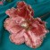 Decor "Winter Flower" Shine of the edge, 16x20 cm, pink
