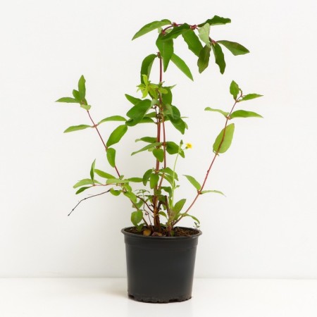 Honeysuckle edible Yugan, C2 pot, H20-40 Height, 1 pc, summer 2024-1