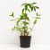 Honeysuckle edible Yugan, C2 pot, H20-40 Height, 1 pc, summer 2024