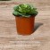 Pot for seedlings, 200 ml, d = 8.5 cm, h = 7.5 cm, terracotta, Greengo