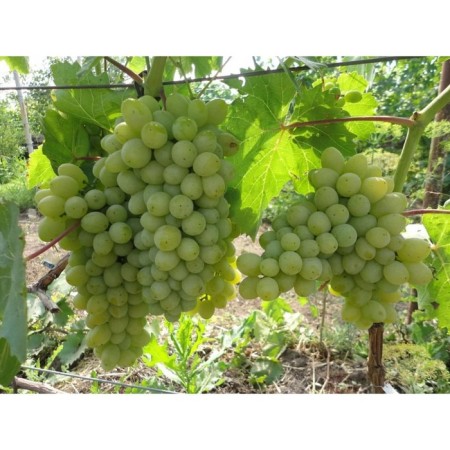 Grape seedling "Harold", 1 pc, spring 2024