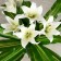 Artificial bush "with flower" 90 cm, mix