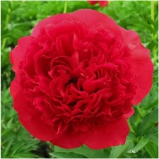PION Milk -flowered commander performance, pot C3, 1 pc, summer 2024