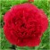 PION Milk -flowered commander performance, pot C3, 1 pc, summer 2024