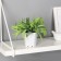 Bonsai in the pot "Fern Elegant" 7x13 cm, green