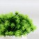 Bonsai in the pot "Fluffy thorns" 9x13 cm, mix