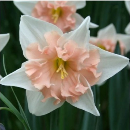 Narcissus with a split crown Dir Love, 12/14 rr, 3 pcs, 40 h (cm), autumn 2024